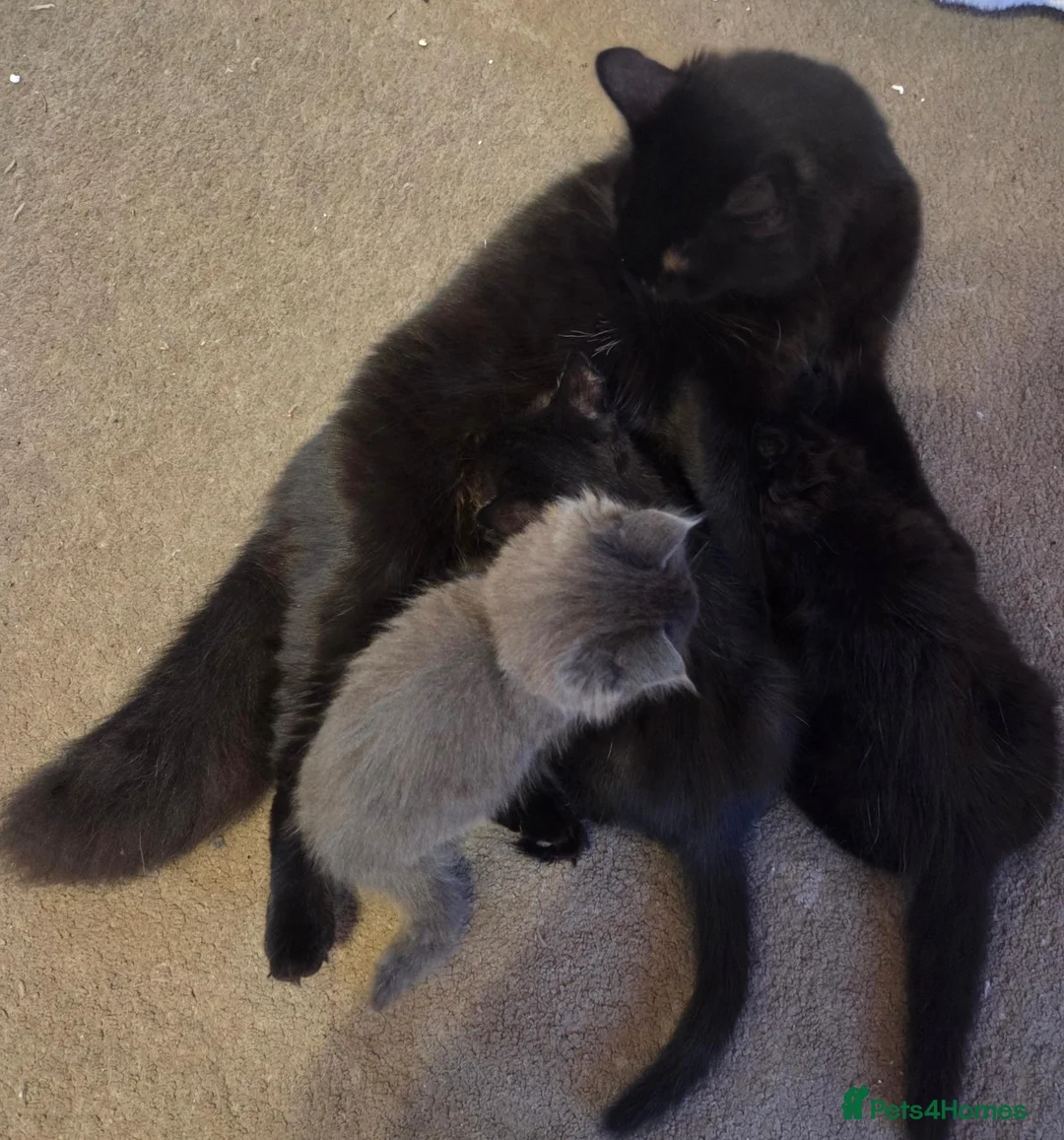 Mixed Breed cats for sale: Kittens for sale in Staines - Advert 7