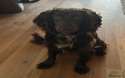 Cocker Spaniel dogs for sale: Working Cocker Spaniel - Image 1