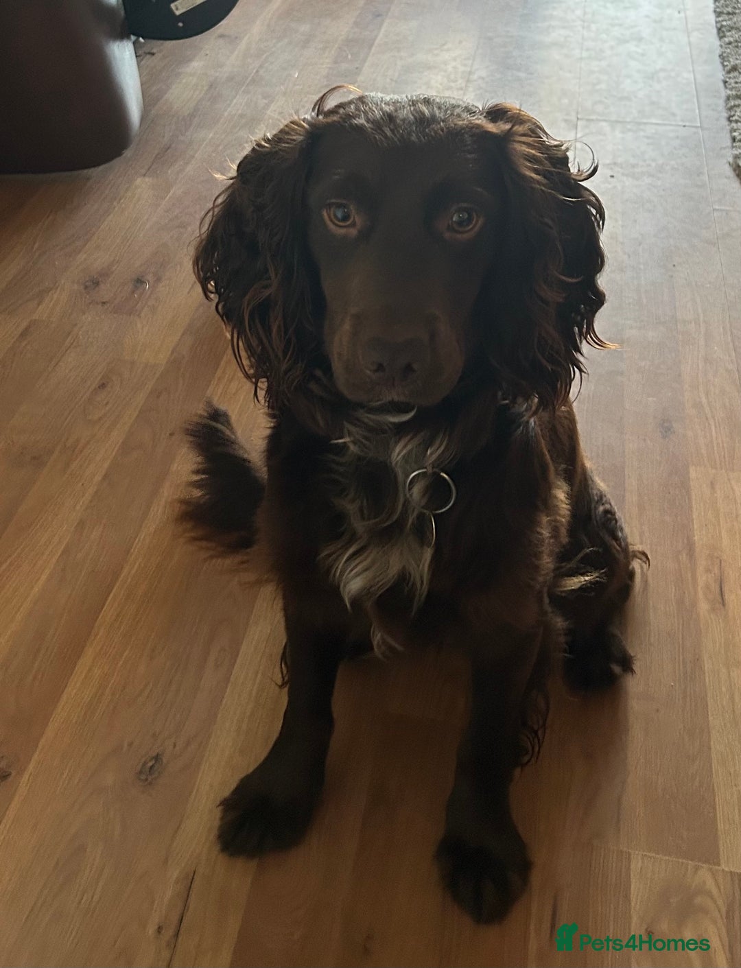 Cocker Spaniel dogs for sale: Working Cocker Spaniel - Image 1