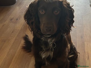 Cocker Spaniel dogs for sale - Advert 1