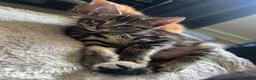 Domestic Shorthair cats for sale: 9 Gorgeous Kittens – Tabby, Ginger & Tortoiseshell - Advert 34