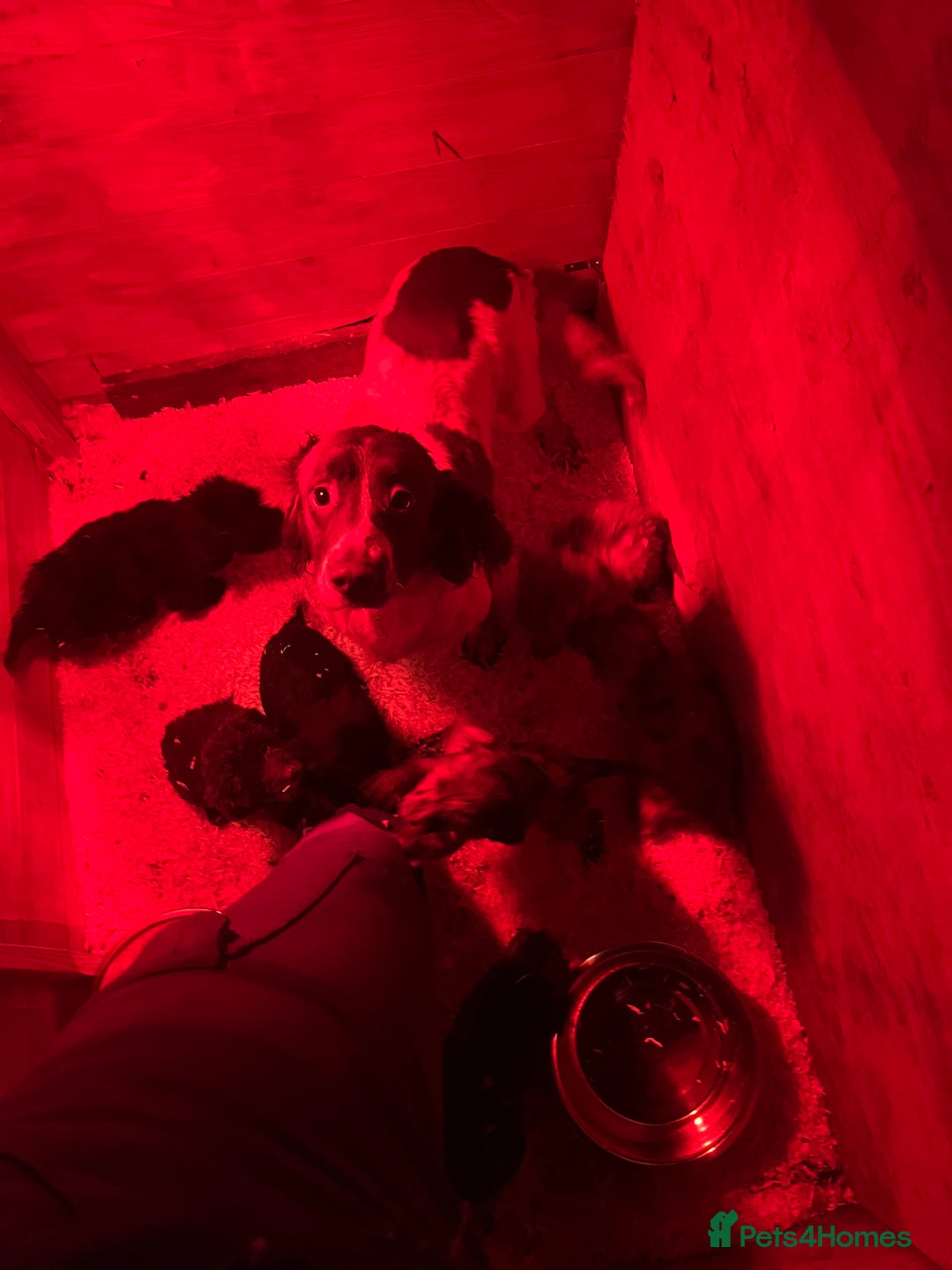 Sproodle dogs for sale: 7 beautiful sproodle puppies  - Advert 10