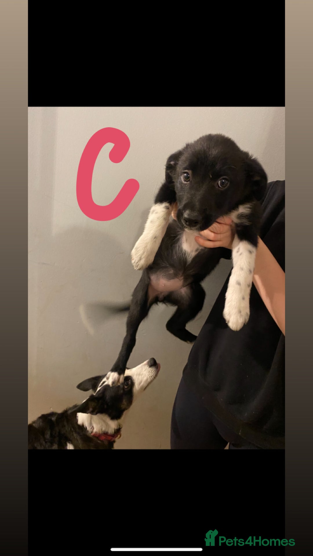 Border Collie dogs for sale: 5 border collie puppies ! - Advert 7