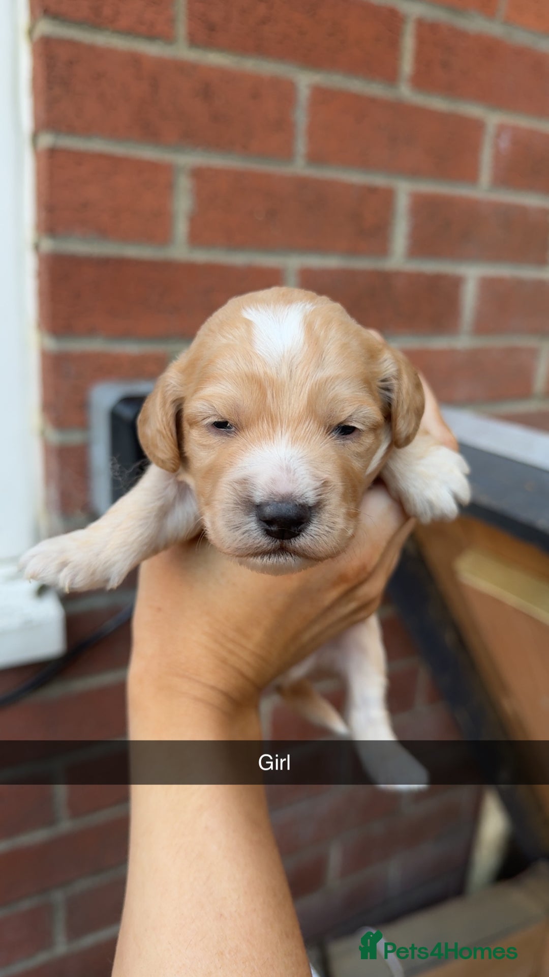 Cockapoo dogs for sale: Beautiful litter of cockapoos  - Image 2
