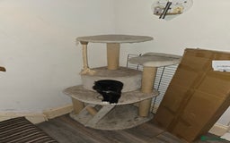Mixed Breed cats for sale: Perdoll x maincoon x - Image 9
