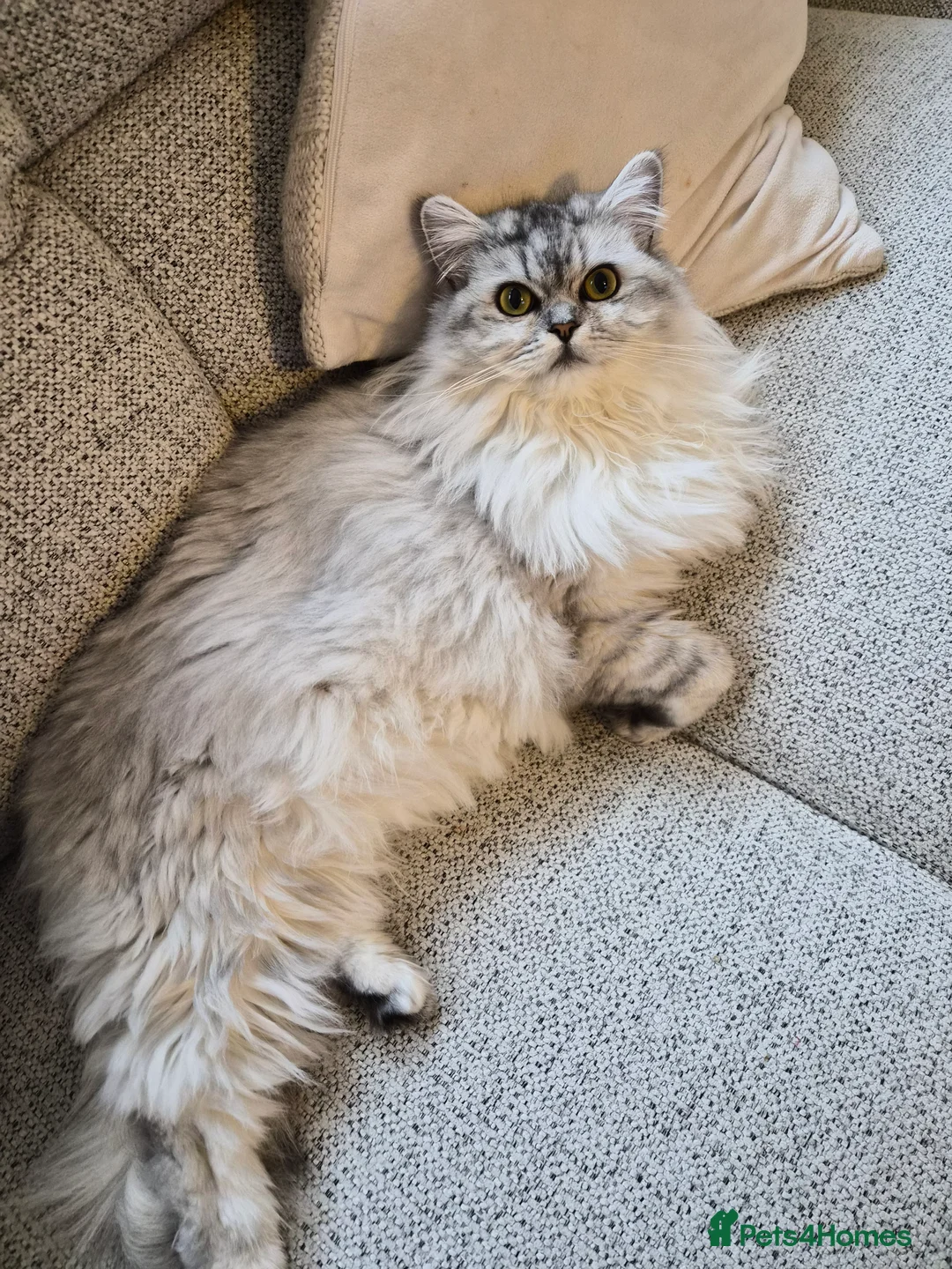 Persian cats for sale: Gorgeous perisan kitten💖 - Advert 3