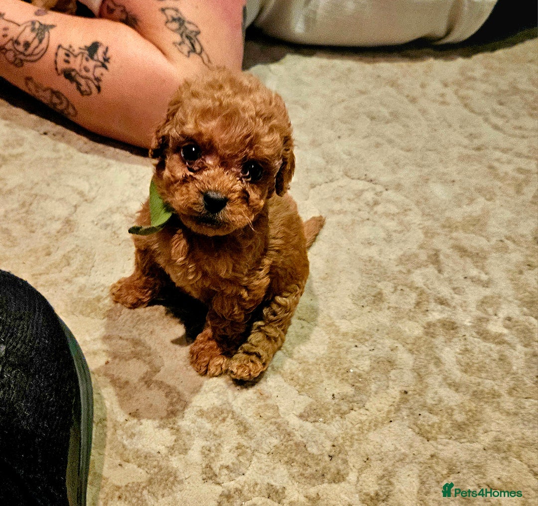 Cavapoo dogs for sale: Cavapoo Puppies  - Image 4