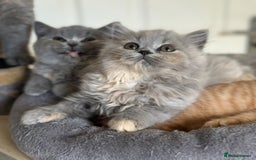 British Shorthair cats for sale: GCCF registered British longhairs and Shorthairs - Image 19