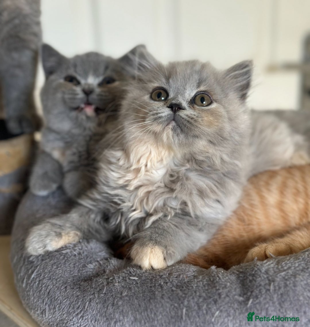 British Shorthair cats for sale: GCCF registered British longhairs and Shorthairs - Image 19