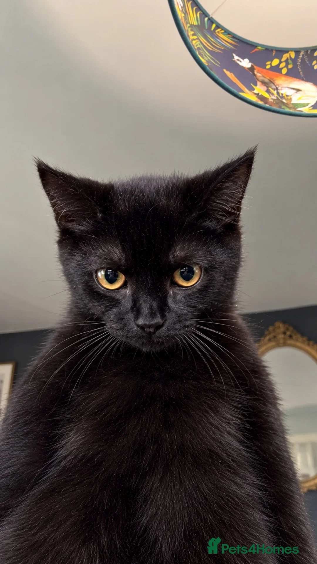 Mixed Breed cats for sale: Last of the litter  - Advert 2