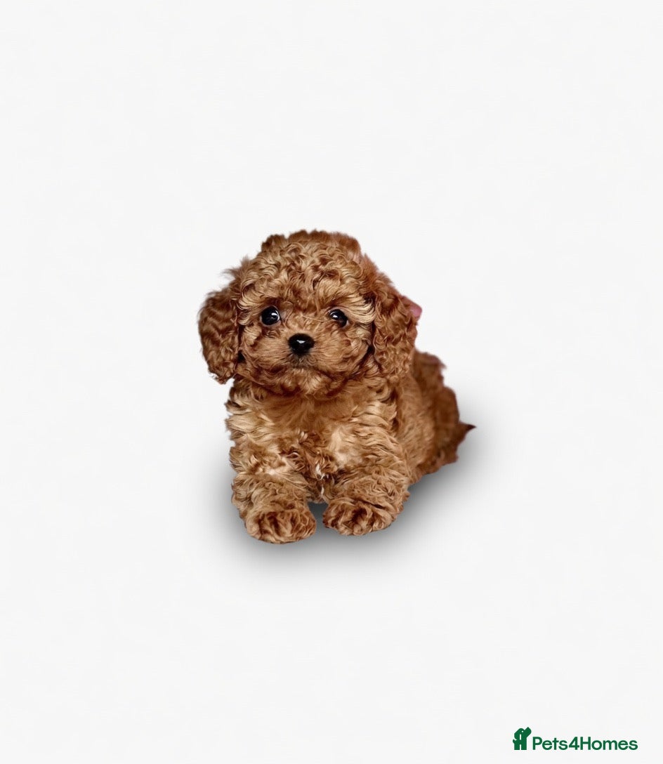 Cavapoo dogs Adorable teddy bear toy cavapoo  - Advert 1