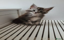 Maine Coon cats for sale: Tica registered maine coon kittens  - Image 20