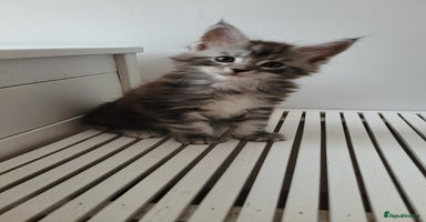 Maine Coon cats - Advert 2