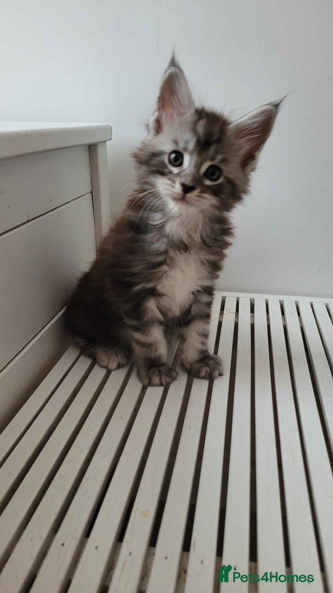 Maine Coon cats for sale: Tica registered maine coon kittens  - Image 20