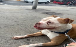 Mixed Breed dogs for sale: Kyro  - Image 1