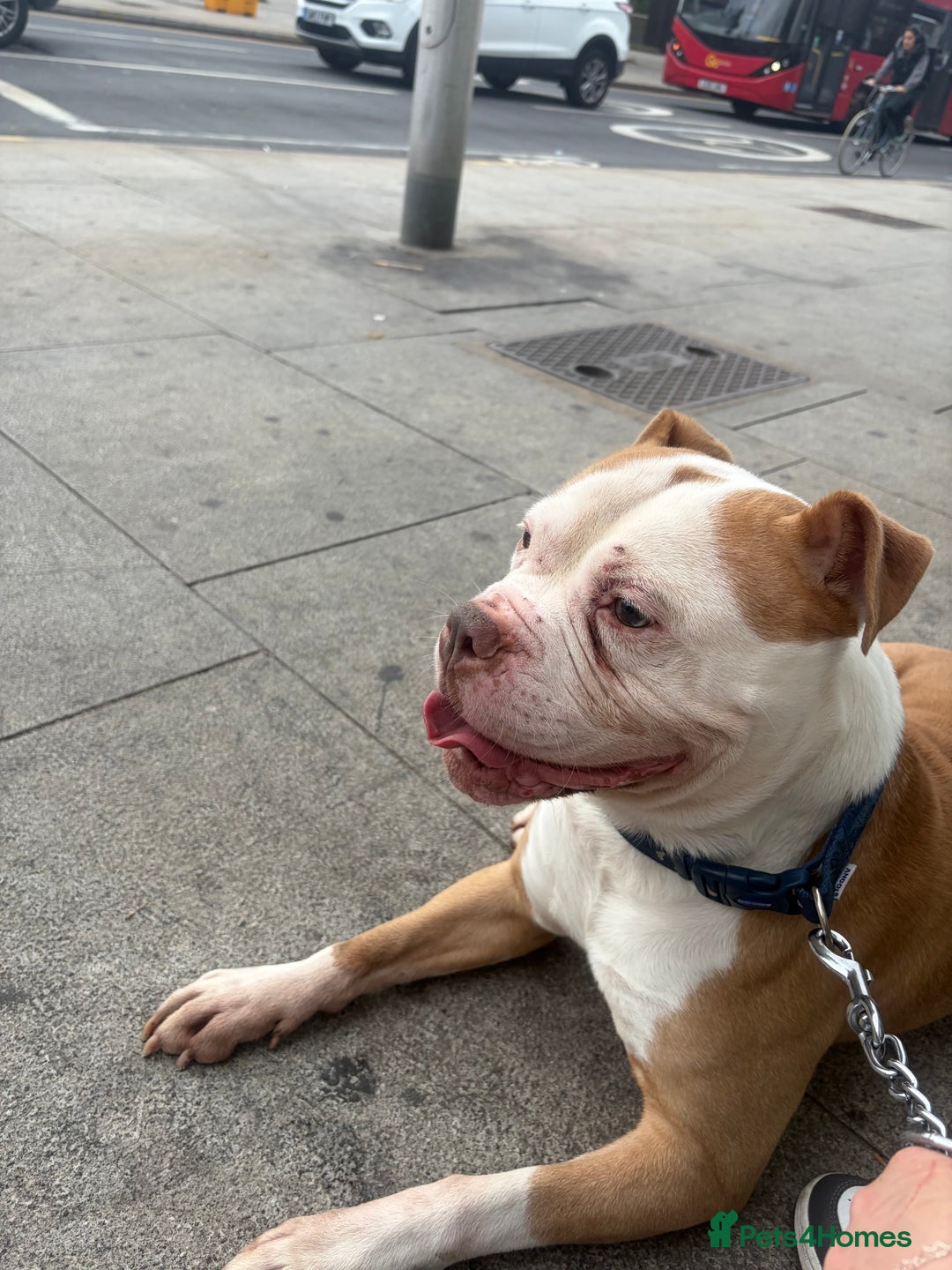 Mixed Breed dogs for sale: Kyro  - Image 1