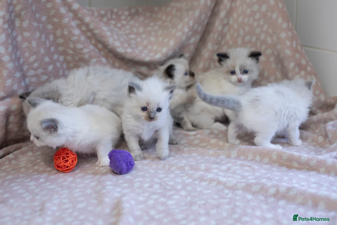 Ragdoll cats for sale: GCCF Ragdoll kittens registered pet Active  - Advert 9