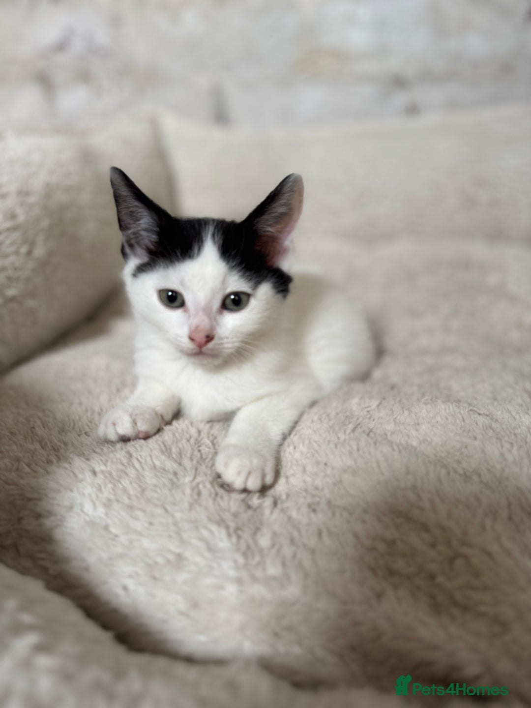 Domestic Shorthair cats for sale: Adorable Kittens Looking for a Loving Home, 🏡 - Image 8