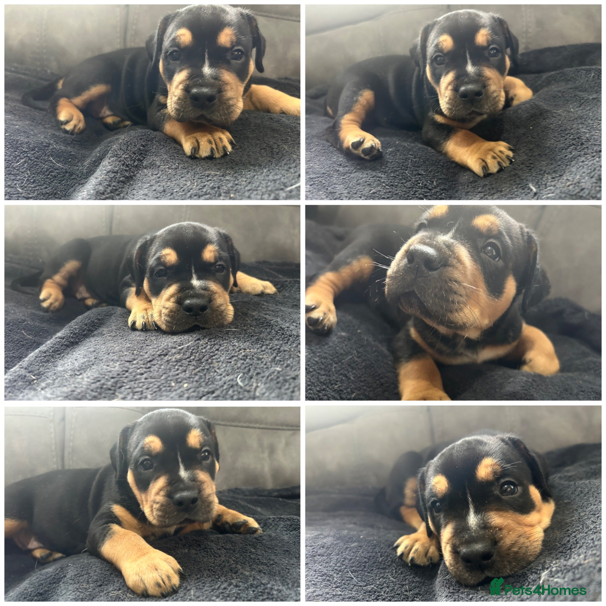 Mixed Breed dogs Beautiful puppers seeking their forever homes.  - Advert 2