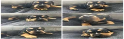 Mixed Breed dogs for sale: Beautiful puppers seeking their forever homes.  - Advert 1