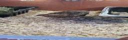 Quail poultry for sale: 7 week old coturnix quail - Advert 4