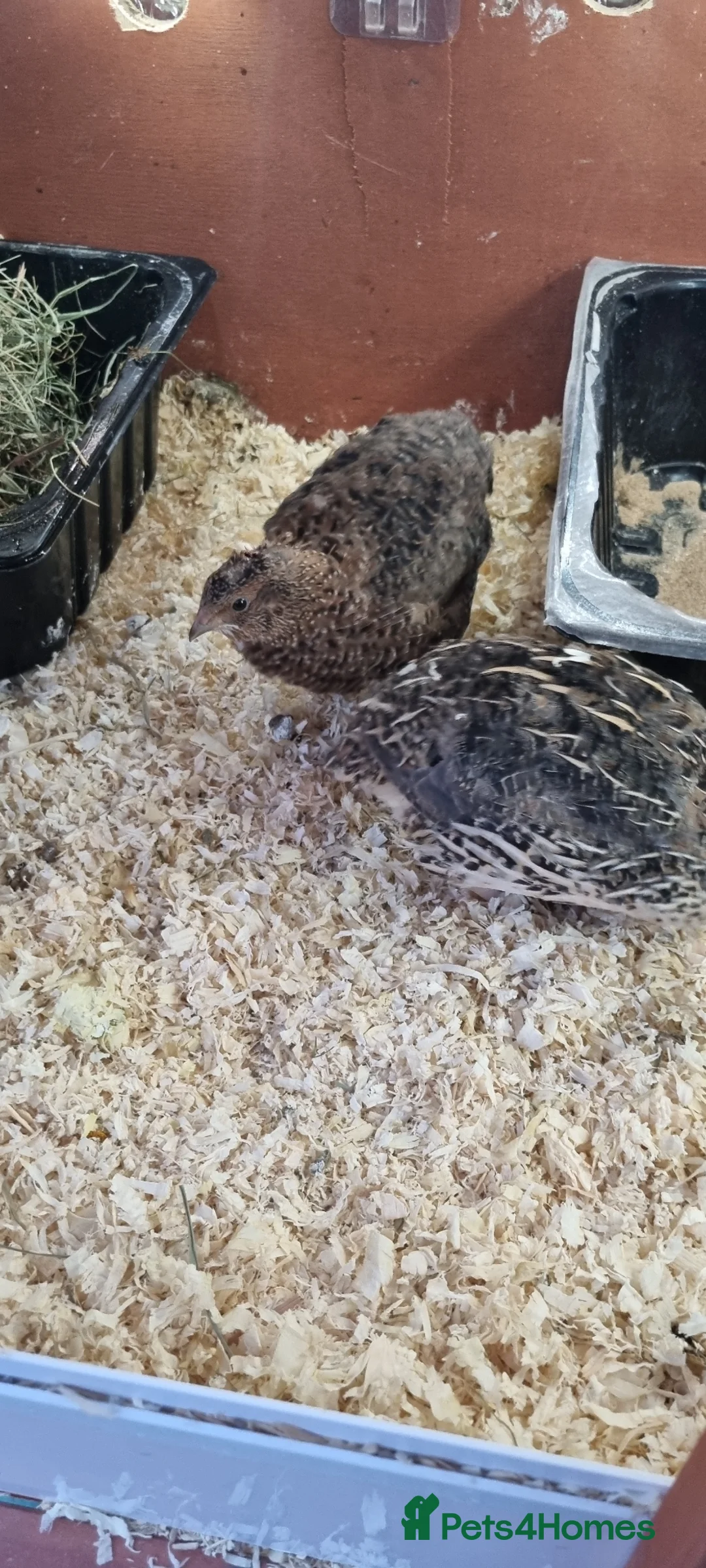 Quail poultry for sale: 7 week old coturnix quail - Advert 4