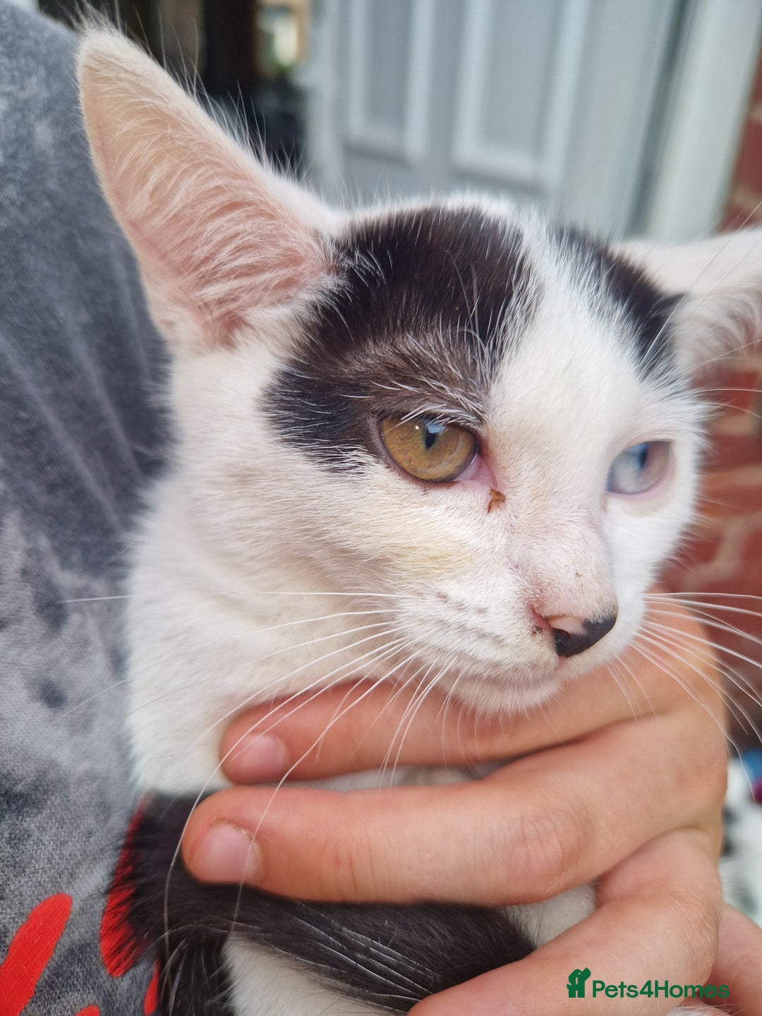 Domestic Shorthair cats for sale: 5 beautiful kittens looking for a good homes  - Image 7