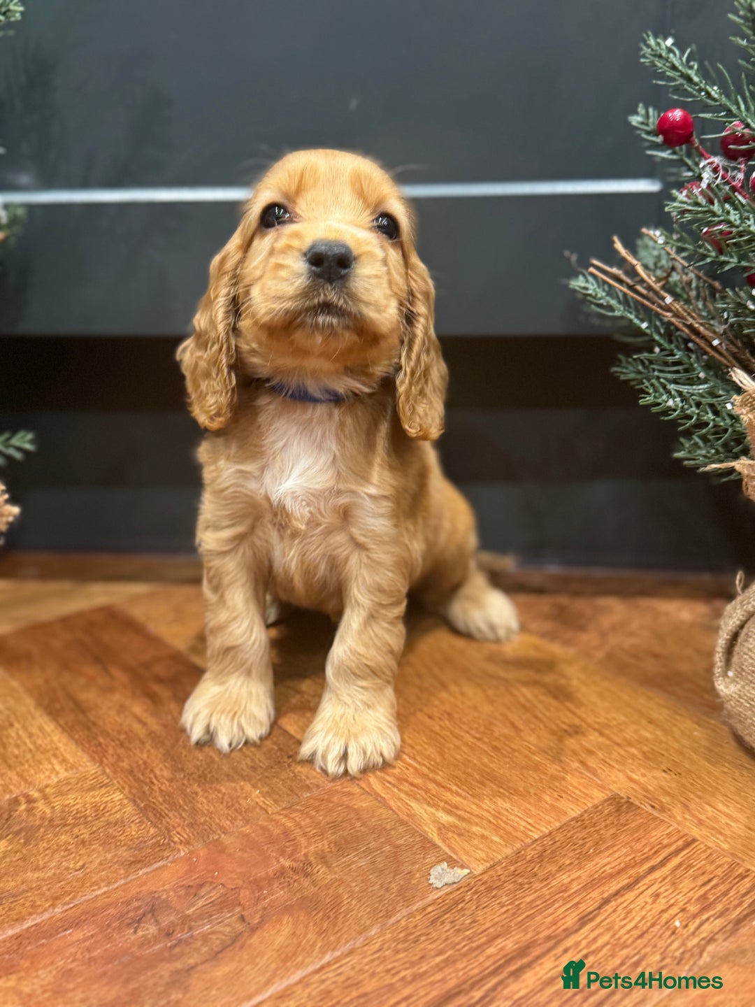 Cocker Spaniel dogs for sale: Gorgeous KC Show Cocker Spaniel Puppies - Advert 7
