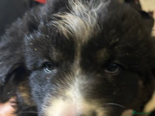 Border Collie dogs Border Collie Puppies - Advert 14