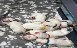 Dalmatian dogs for sale: 8 Gorgeous Dalmatian Puppies - Image 2