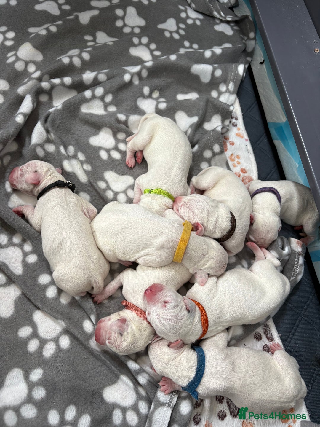 Dalmatian dogs for sale: 8 Gorgeous Dalmatian Puppies - Image 2