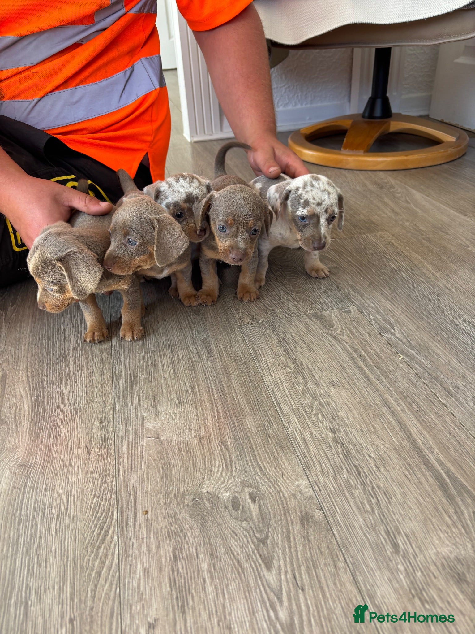 Chiweenie dogs Beautiful Chiweenie Puppies!! - Advert 2