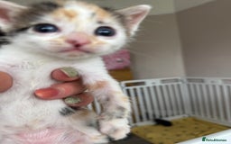 Bengal cats for sale: 4 pure bangal and 5 bengal x kittens - Image 20