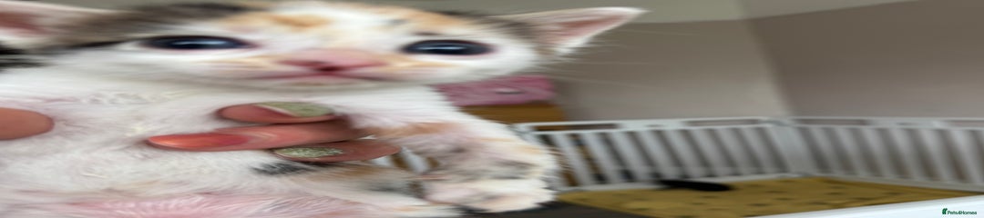 X bengal