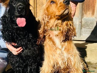 Cocker Spaniel dogs SHOW Cockers Spaniels due - Advert 13