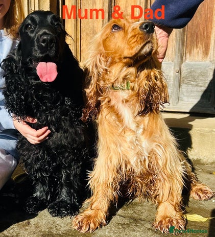 Cocker Spaniel dogs SHOW Cockers Spaniels due - Advert 3