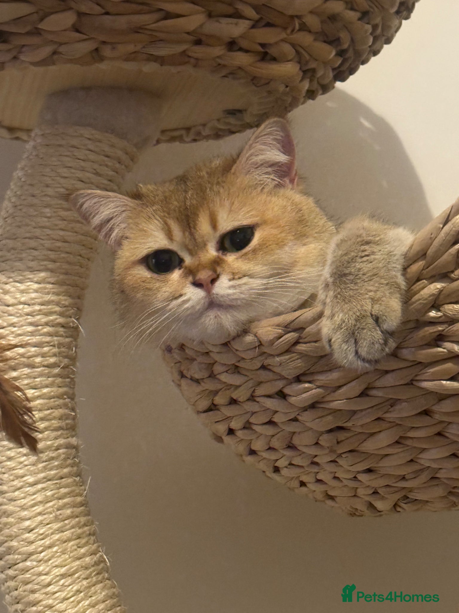 British Shorthair cats Rare British Shorthair Golden Chinchilla Cat 2yrs - Advert 1