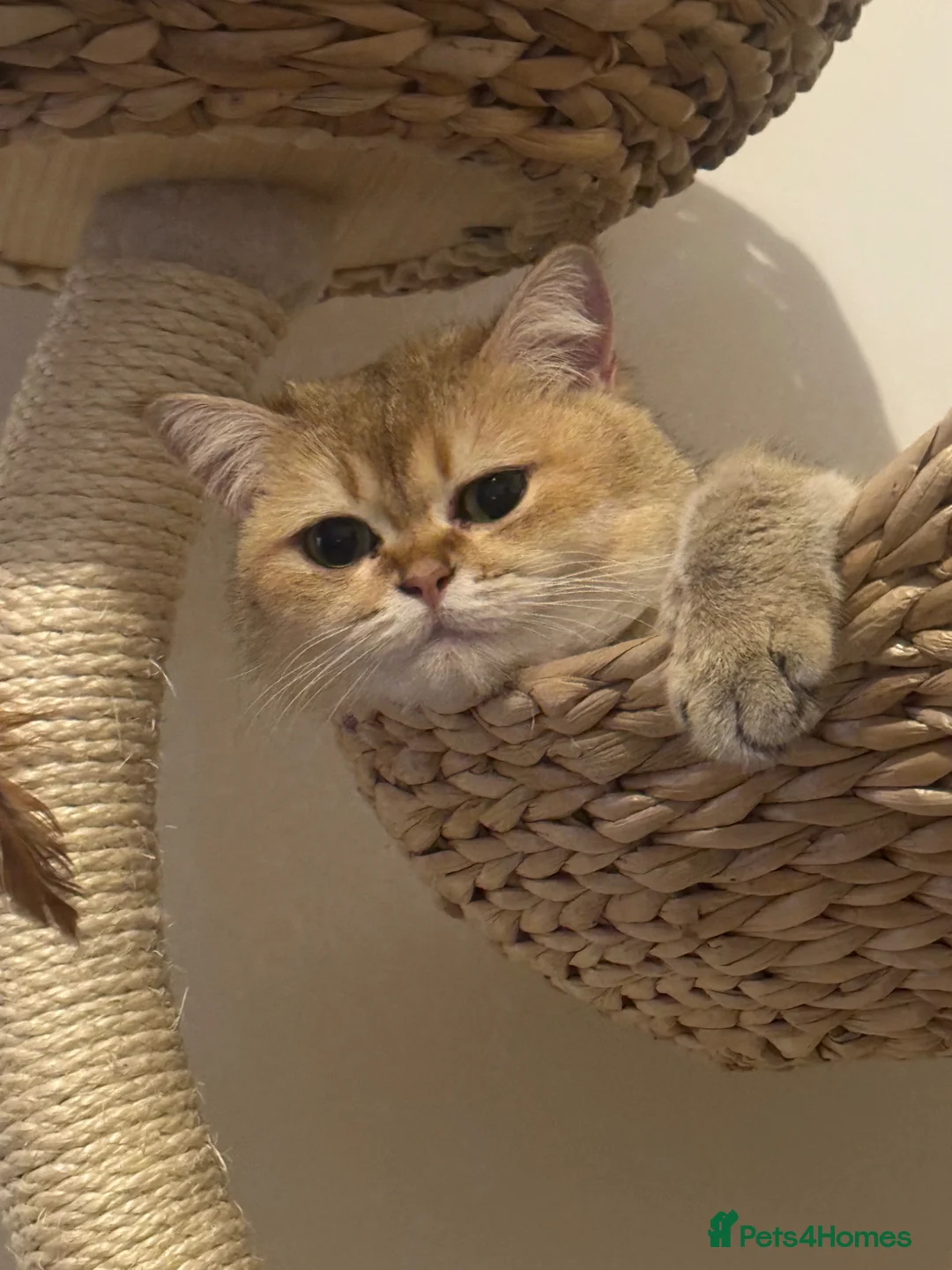 British Shorthair cats for sale: Rare British Shorthair Golden Chinchilla Cat 2yrs - Advert 1