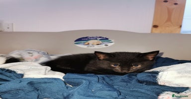 Mixed Breed cats - Advert 3