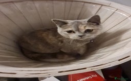 British Shorthair cats for sale: GCCF kittens ready 2 leave now - Advert 3