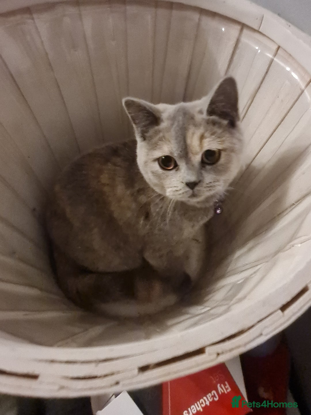 British Shorthair cats for sale: GCCF kittens ready 2 leave now - Advert 3