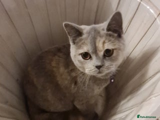 British Shorthair cats - Advert 5