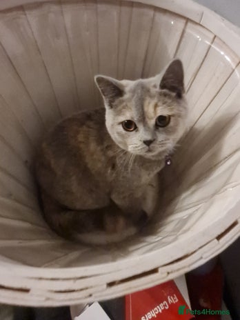 British Shorthair cats - Advert 11