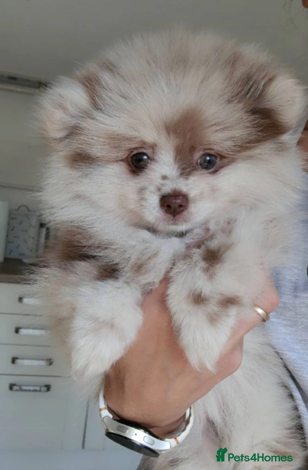 Pomeranian dogs for stud: Chocolate Merle Pomeranian stud Kc registered 🍫  - Advert 2
