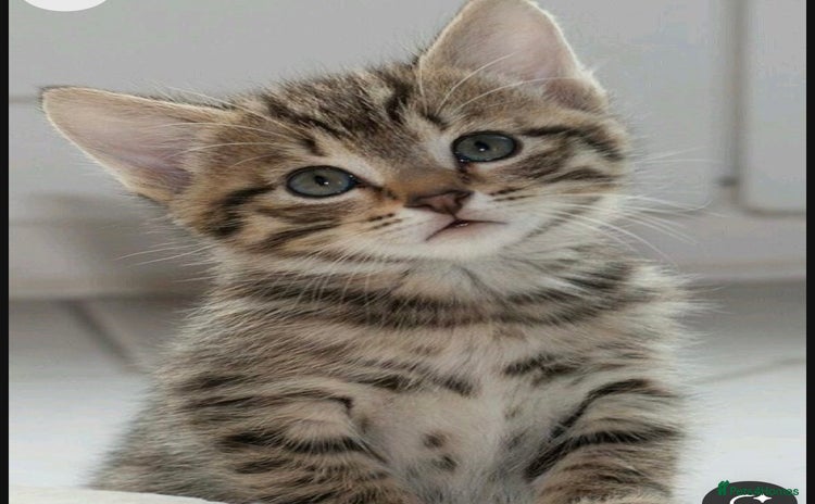 Mixed Breed cats - Advert 6