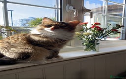 Mixed Breed cats for sale: Coco  - Image 5