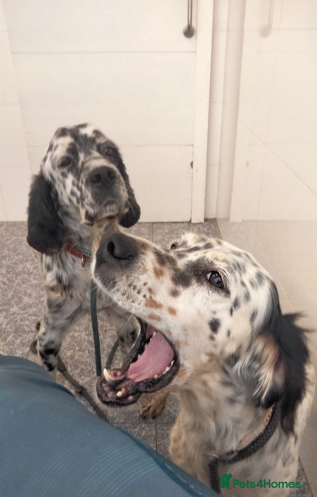 English Setter dogs for adoption: Ella  - Image 7