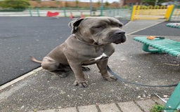 Cane Corso dogs for sale: Kylo  - Image 4
