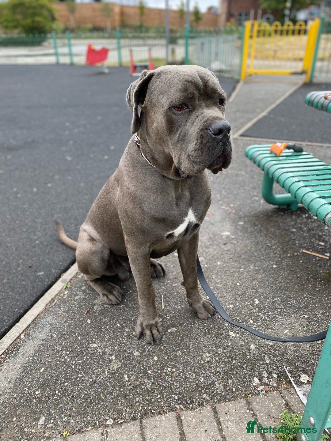 Cane Corso dogs for sale: Kylo  - Image 4