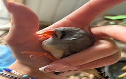 Finches birds for sale: Zebra and penguin finches  - Image 11